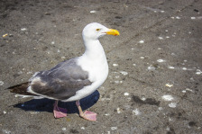 coming soon placeholder minimal